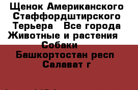 Щенок Американского Стаффордштирского Терьера - Все города Животные и растения » Собаки   . Башкортостан респ.,Салават г.